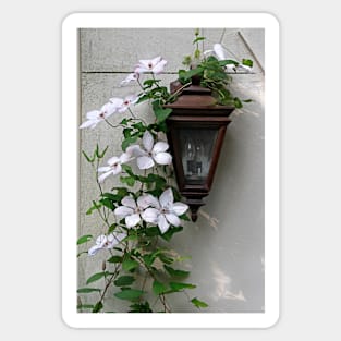 Climbing Clematis Sticker